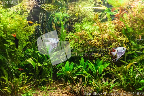 Image of Freshwater aquarium with fish pterophyllum scalare