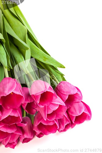 Image of Bunch of tulips on a white