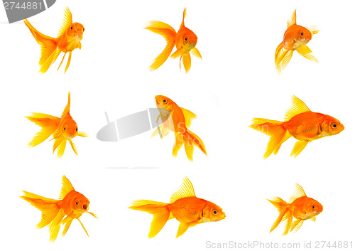 Image of Set of gold fishes