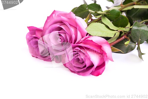 Image of Three fresh pink roses over white background