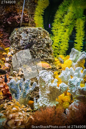 Image of Ttropical freshwater aquarium with fishes