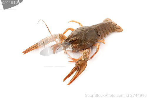 Image of River raw crayfish