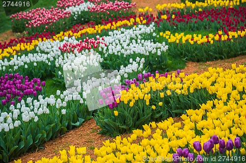 Image of Multicolored flower  tulip field in Holland