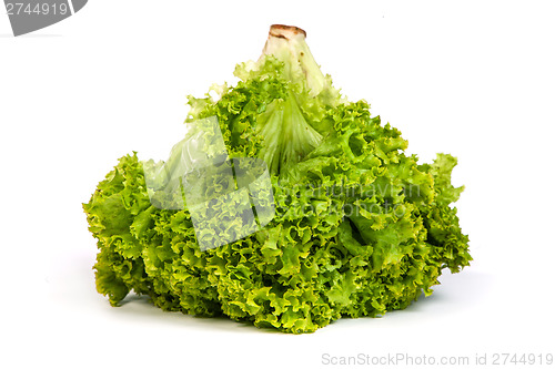 Image of Fresh Green Lettuce isolated on white