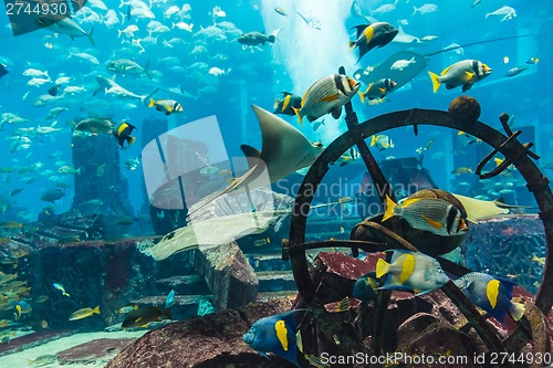 Image of Aquarium tropical fish on a coral reef