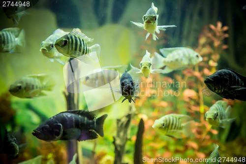 Image of Ttropical freshwater aquarium with fishes