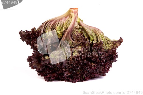 Image of Fresh red Lettuce isolated on white