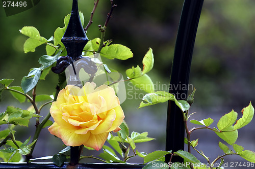 Image of Yellow rose