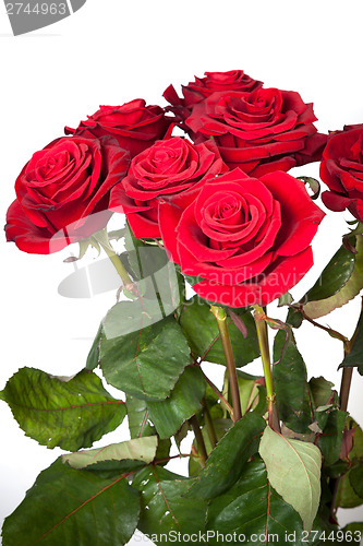 Image of Three fresh red roses over white background