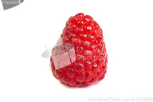 Image of Single fresh raspberry, isolated on  white. Close up macro shot