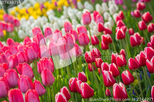 Image of Multicolored flower  tulip field in Holland