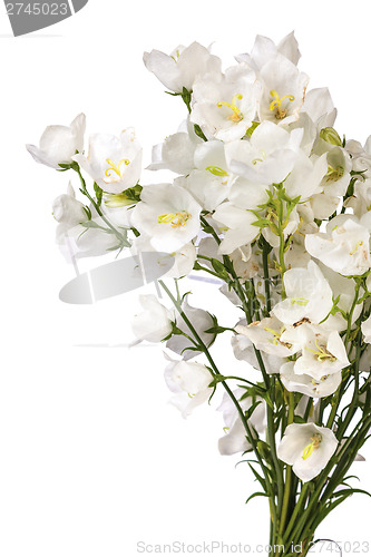 Image of spring flowers background on white background