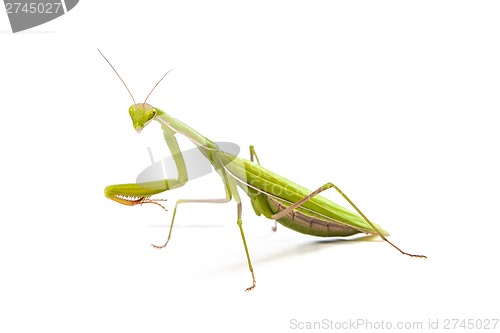 Image of Mantis isolated on a white background