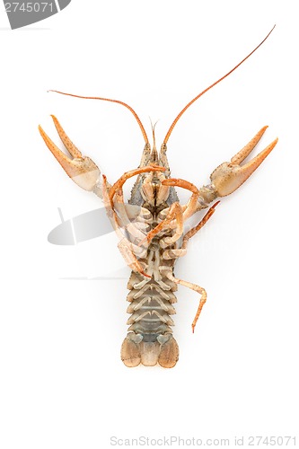 Image of River raw crayfish