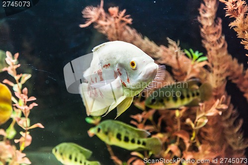 Image of Ttropical freshwater aquarium with fishes