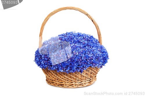 Image of Beautiful blue cornflowers in a basket
