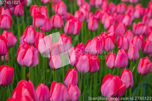 Image of Multicolored flower  tulip field in Holland