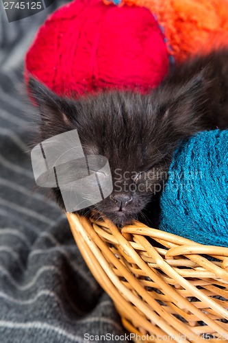 Image of Black kitten playing with a red ball of yarn on white background