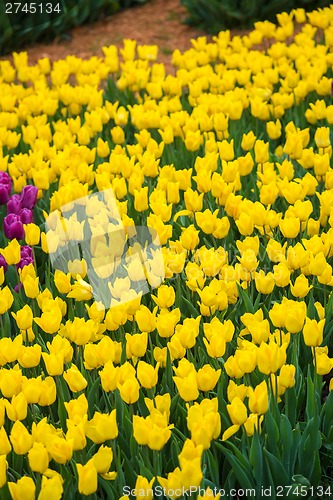 Image of Multicolored flower  tulip field in Holland