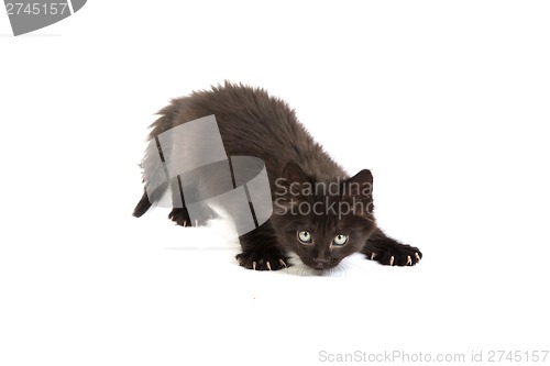 Image of Cute black kitten on  a white background