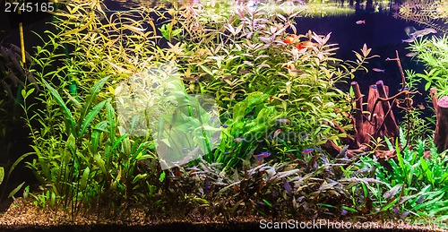 Image of Ttropical freshwater aquarium with fishes