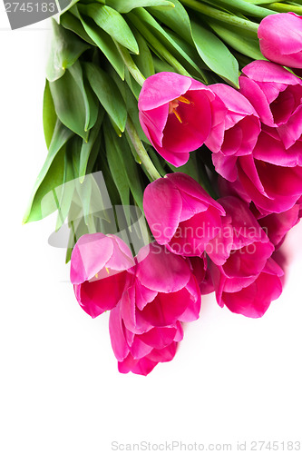 Image of Bunch of tulips on a white