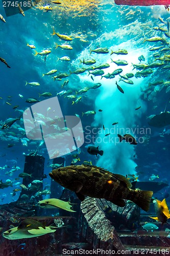 Image of Aquarium tropical fish on a coral reef