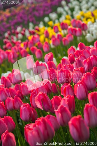 Image of Multicolored flower  tulip field in Holland