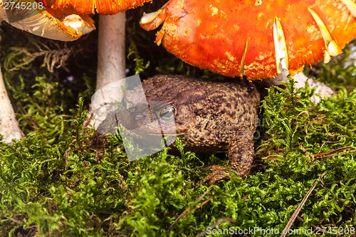 Image of Toad is sitting on amanita