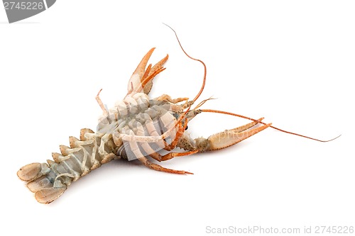 Image of River raw crayfish