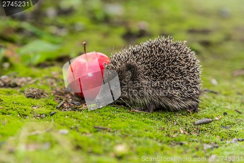 Image of Wild Hedgehog is looking for a food