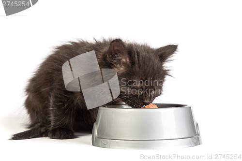 Image of Black kitten eating cat food on a white background