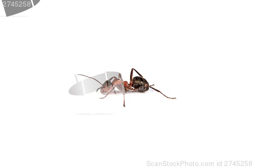 Image of Ant isolated on white background