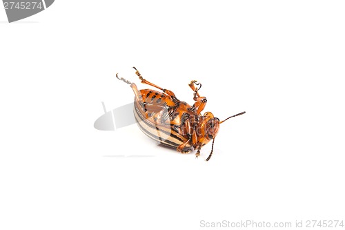 Image of colorado potato beetles