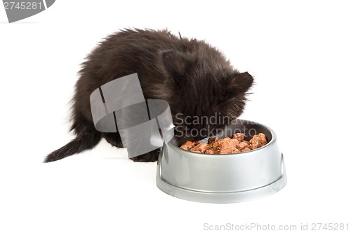 Image of Black kitten eating cat food on a white background