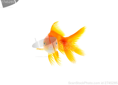 Image of Goldfish