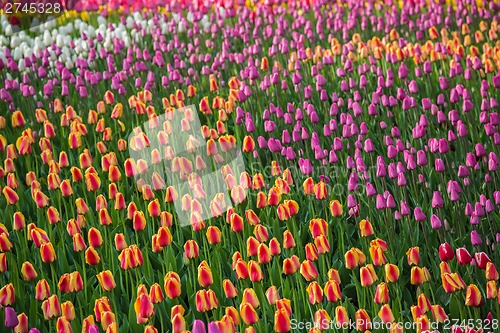 Image of Multicolored flower  tulip field in Holland