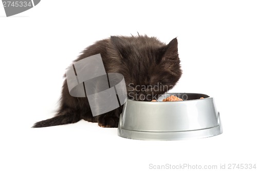 Image of Black kitten eating cat food on a white background