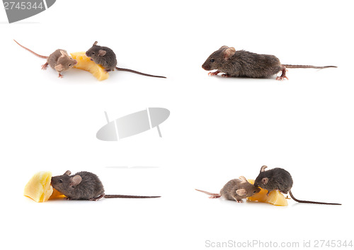 Image of Set of mice, Mouse and cheese on white