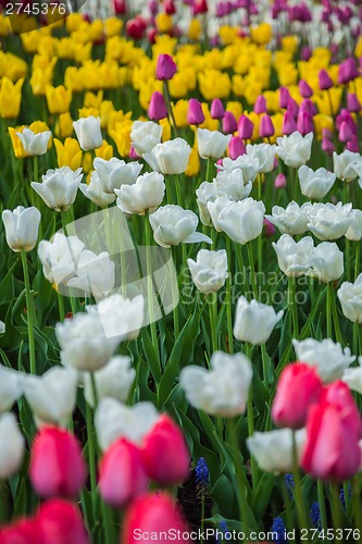 Image of Multicolored flower  tulip field in Holland