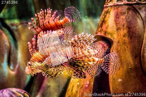 Image of Close up view of a venomous Red lionfish