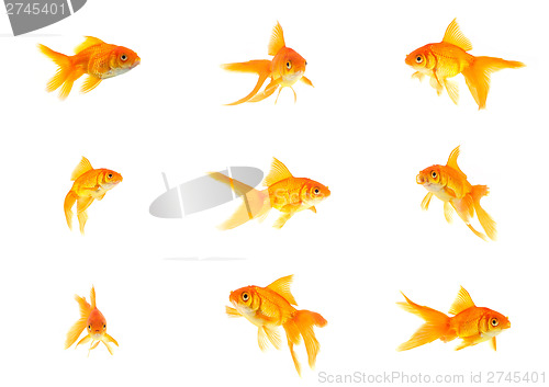 Image of Set of gold fishes