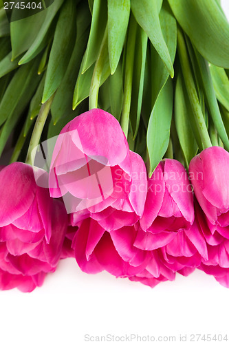 Image of Bunch of tulips on a white