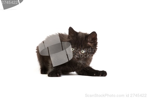 Image of Cute black kitten on  a white background