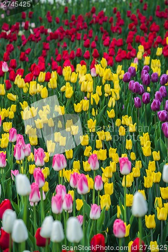 Image of Multicolored flower  tulip field in Holland