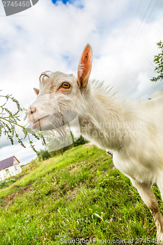 Image of Portrait of a funny goat looking to a camera over blue sky backg