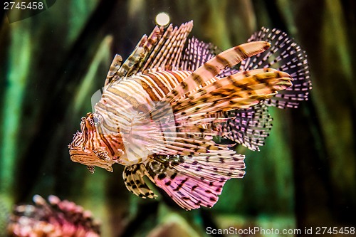 Image of Close up view of a venomous Red lionfish