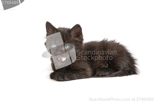 Image of Cute black kitten on  a white background