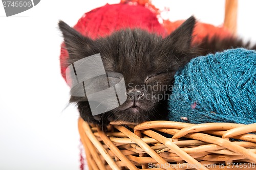 Image of Black kitten playing with a red ball of yarn on white background