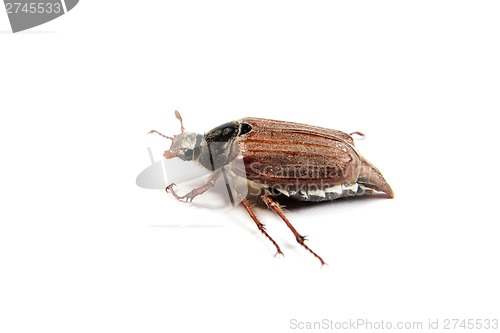 Image of May bug macro isolated on white.